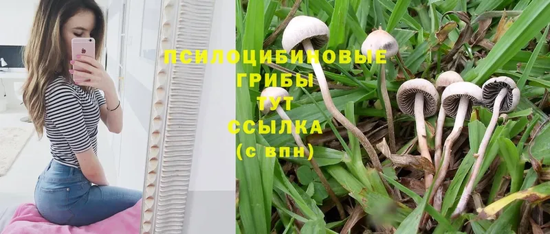 Галлюциногенные грибы Psilocybine cubensis  где купить наркоту  даркнет как зайти  Каменка 